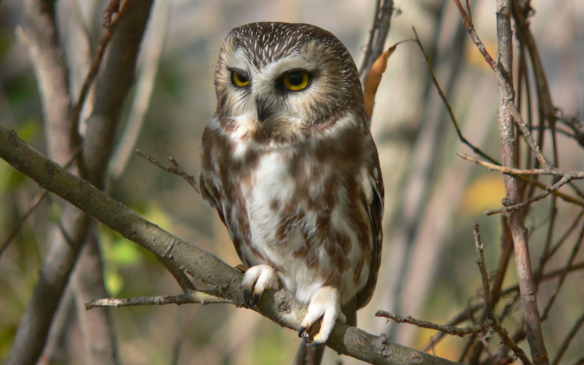 Fonds d'cran Animaux Oiseaux - Hiboux et Chouettes 