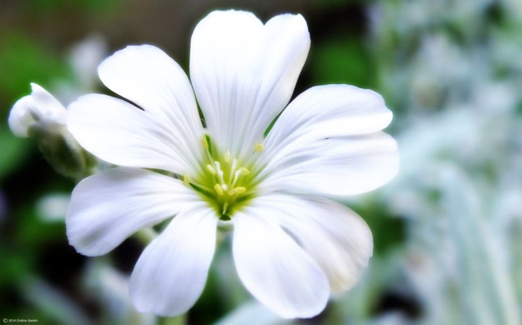 Wallpapers Nature Flowers Petite fleur blanche