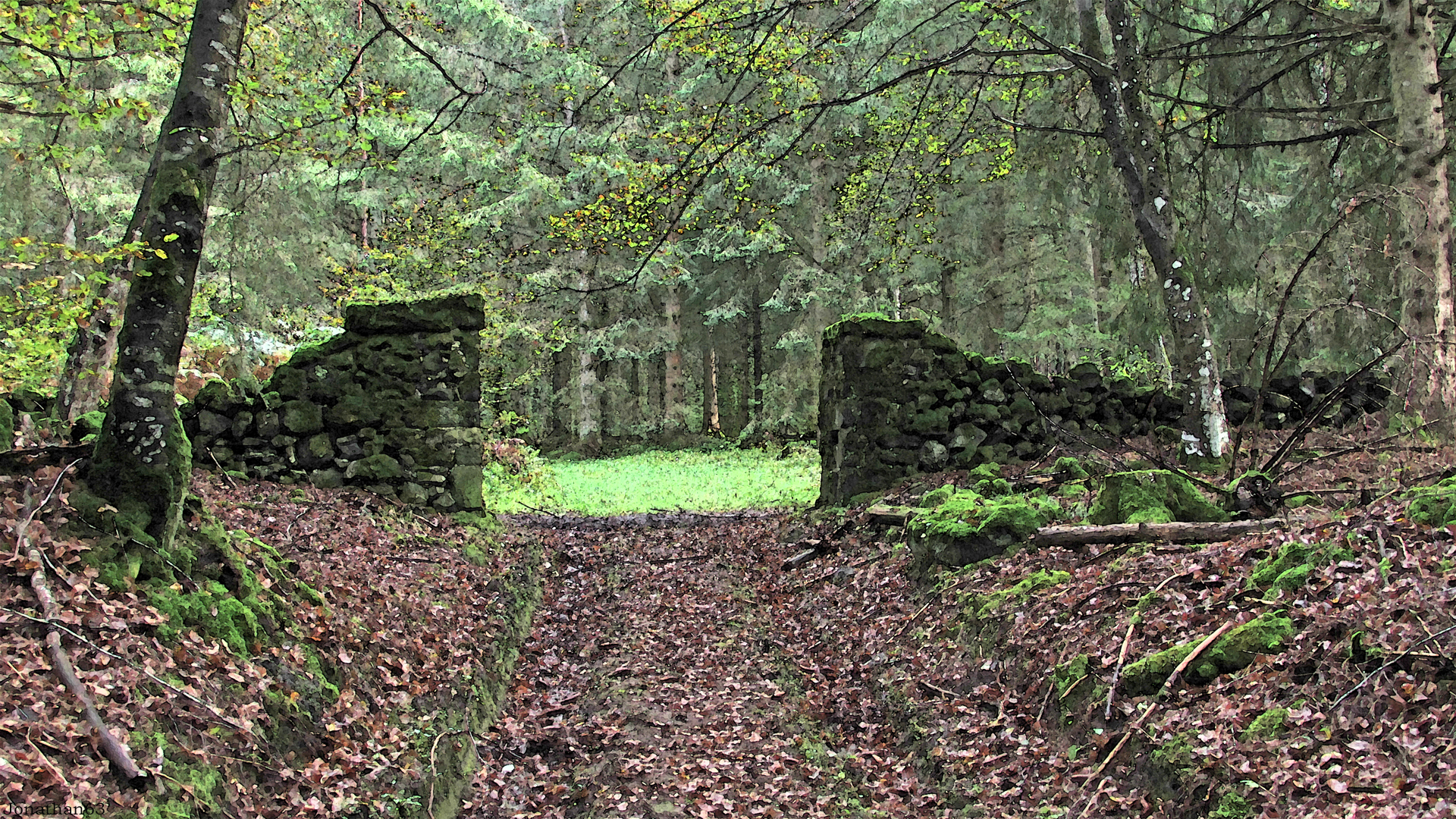 Fonds d'cran Nature Arbres - Forts 