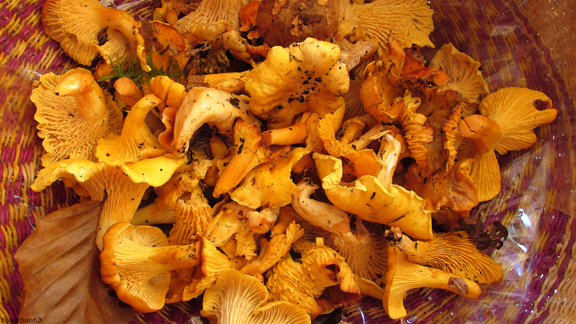 Fonds d'cran Nature Champignons Girolles