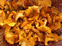  Nature Girolles