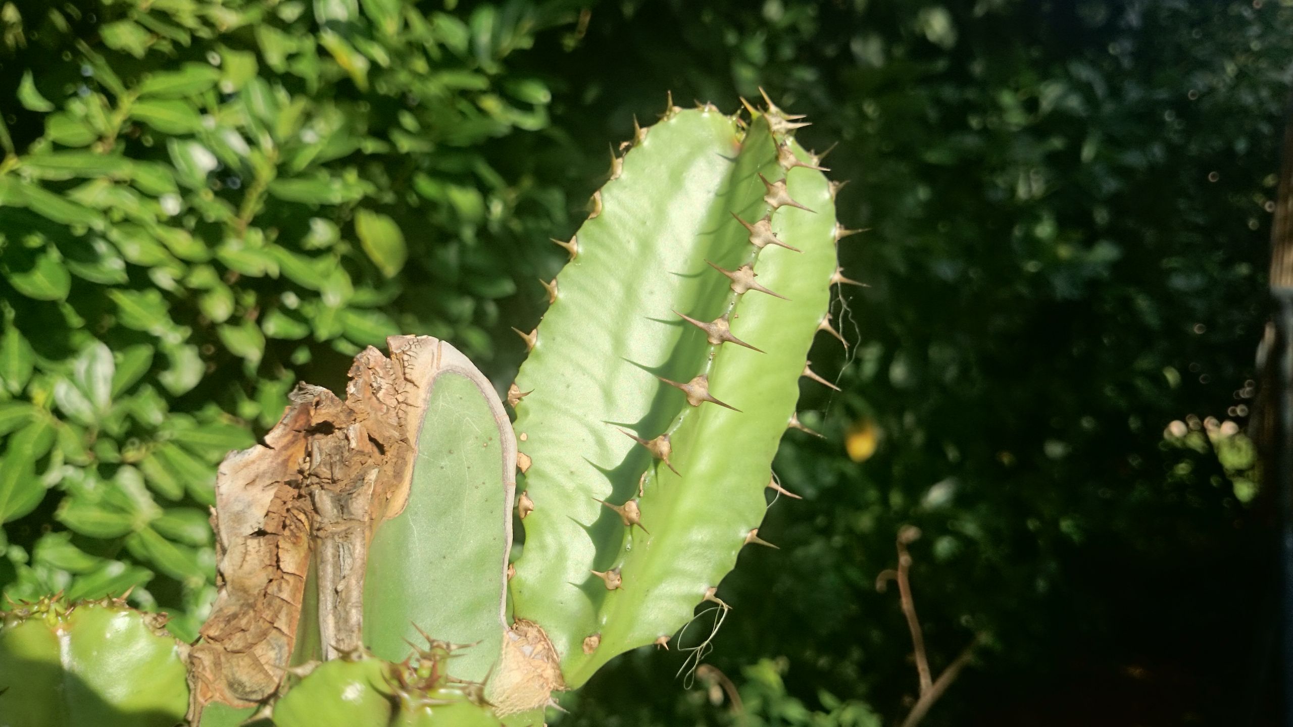 Fonds d'cran Nature Cactus 