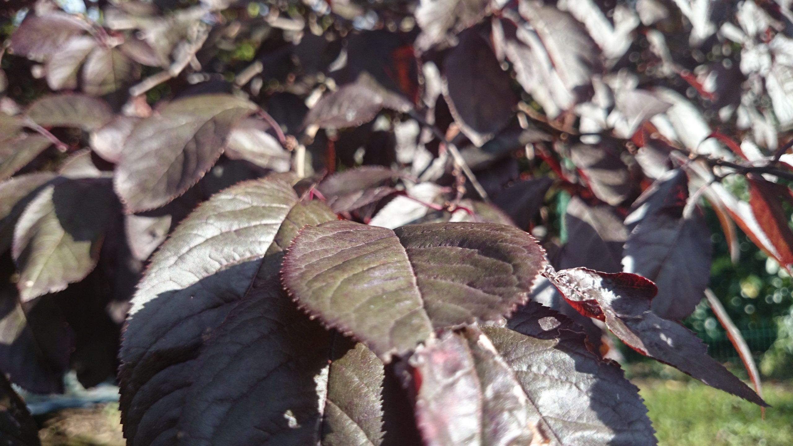 Fonds d'cran Nature Feuilles - Feuillages 