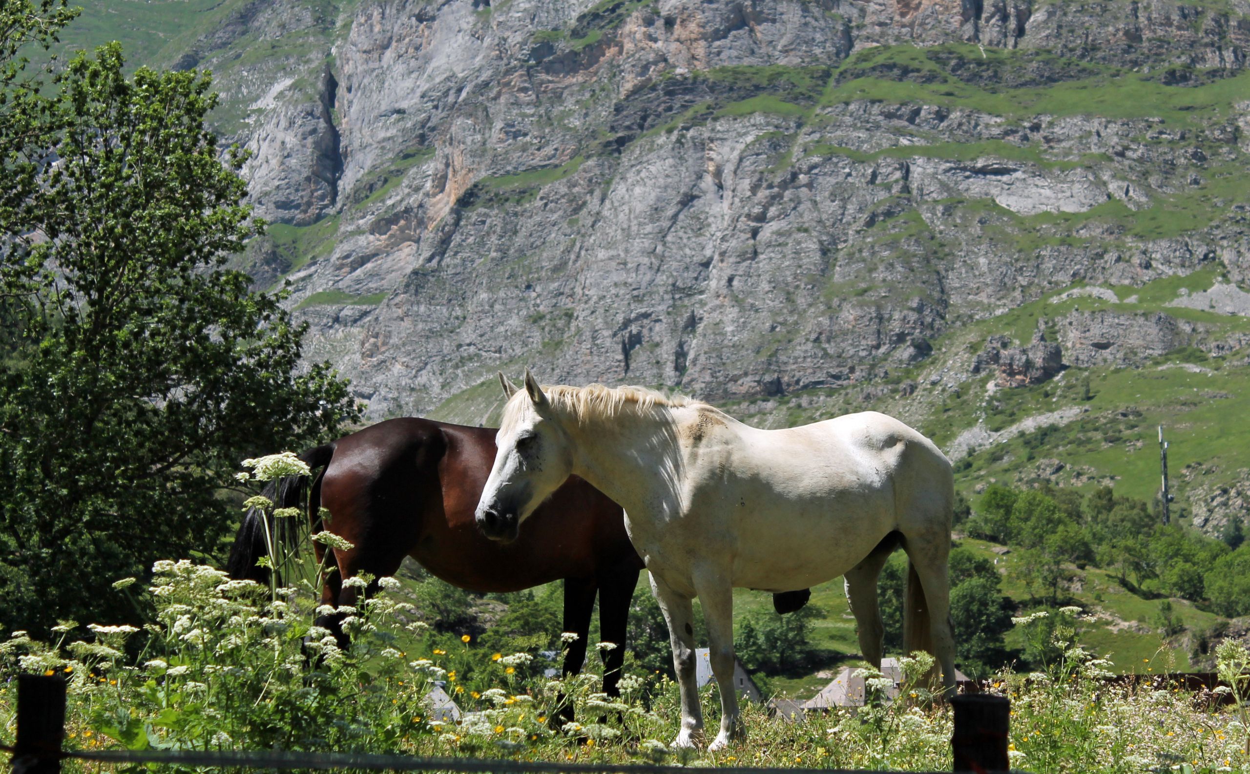 Fonds d'cran Animaux Chevaux 