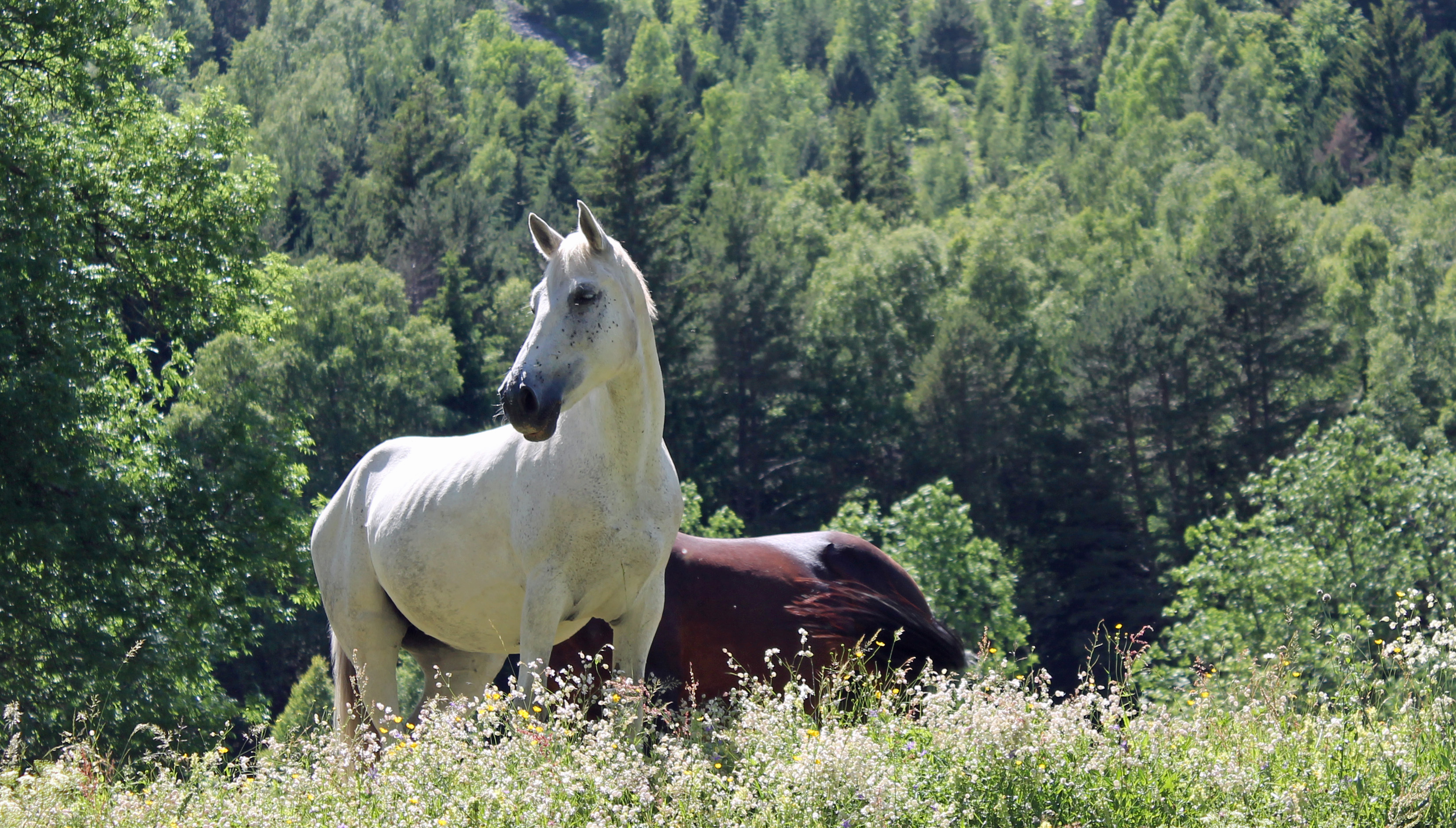 Fonds d'cran Animaux Chevaux 