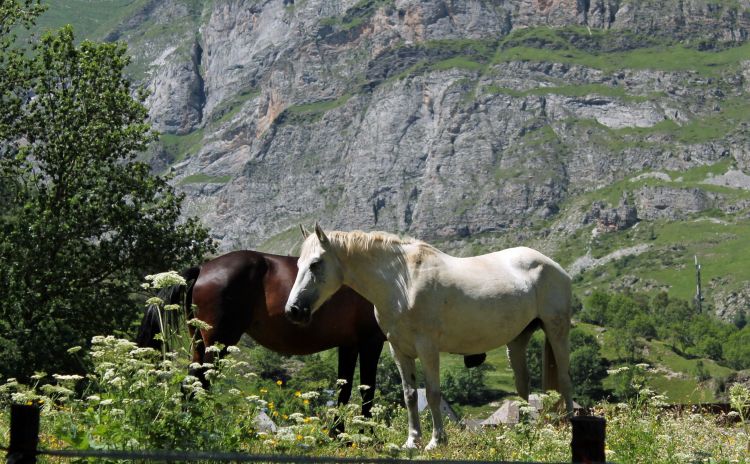 Fonds d'cran Animaux Chevaux Wallpaper N385386