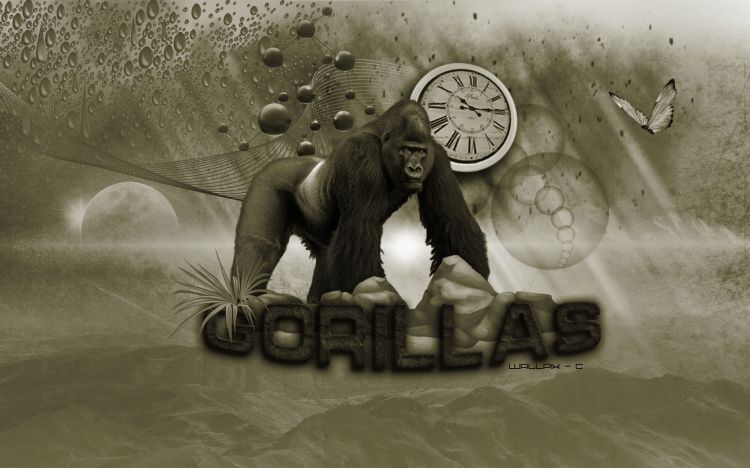 Wallpapers Digital Art Animals gorillas