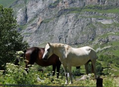  Animaux Image sans titre N385386