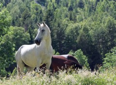  Animaux Image sans titre N385387