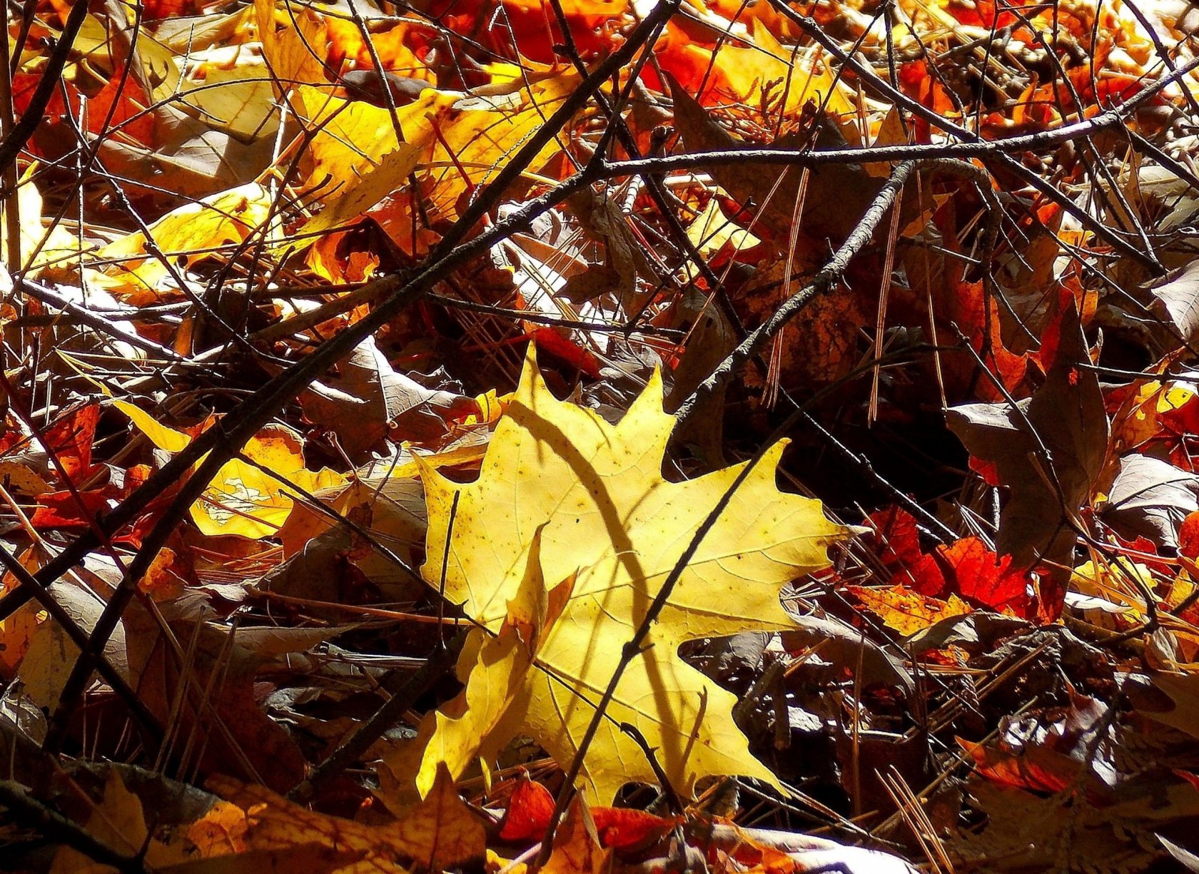 Wallpapers Nature Leaves - Foliage 