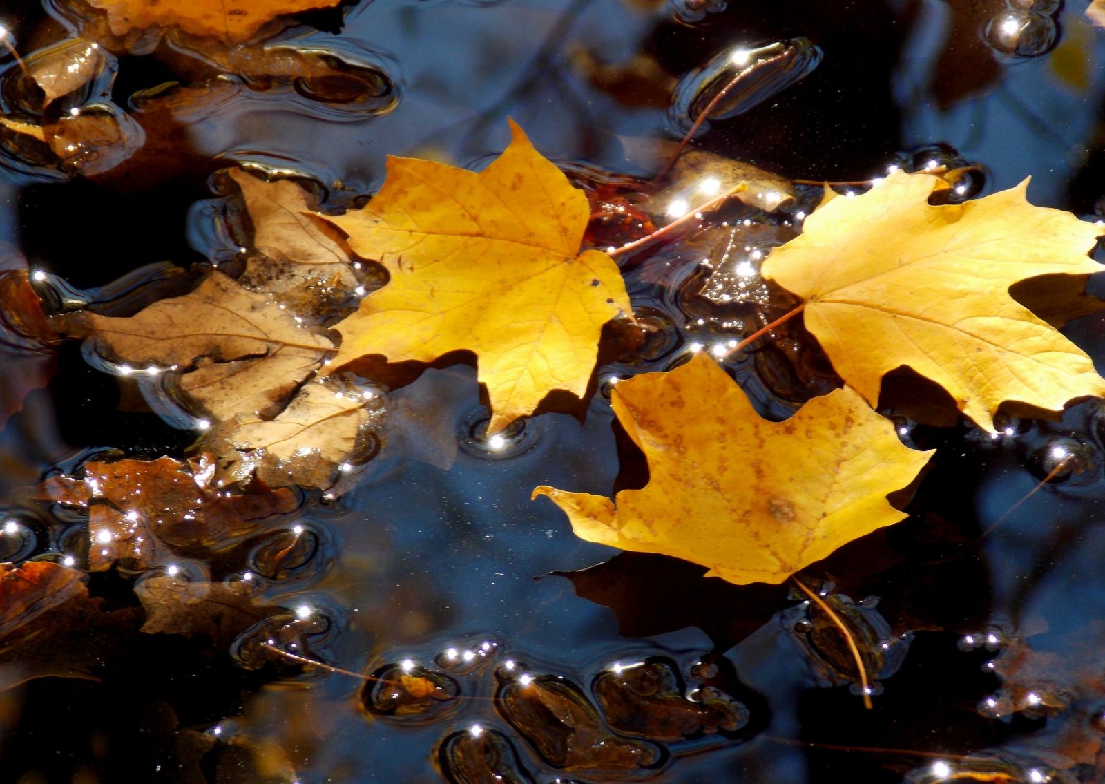 Wallpapers Nature Leaves - Foliage 