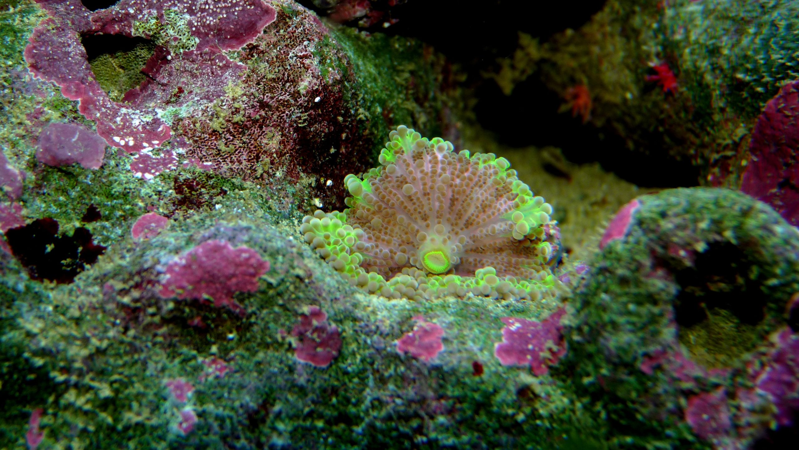 Wallpapers Animals Sealife - Anemones Mon aquarium