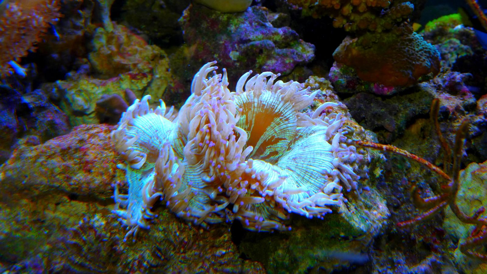 Wallpapers Animals Sealife - Anemones Mon aquarium