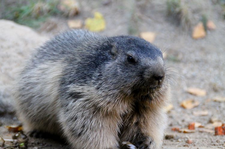 Fonds d'cran Animaux Marmottes Marmotte