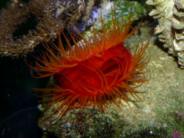 Fonds d'cran Animaux Vie marine - Anmones Mon aquarium