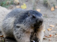  Animals Marmotte