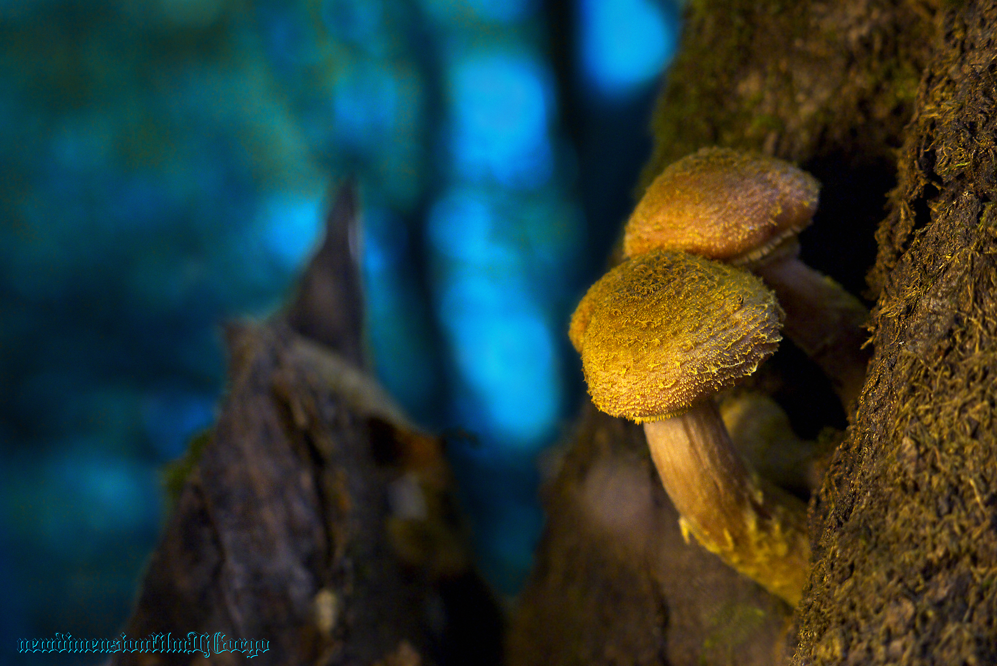 Fonds d'cran Nature Champignons Podpinky 2.