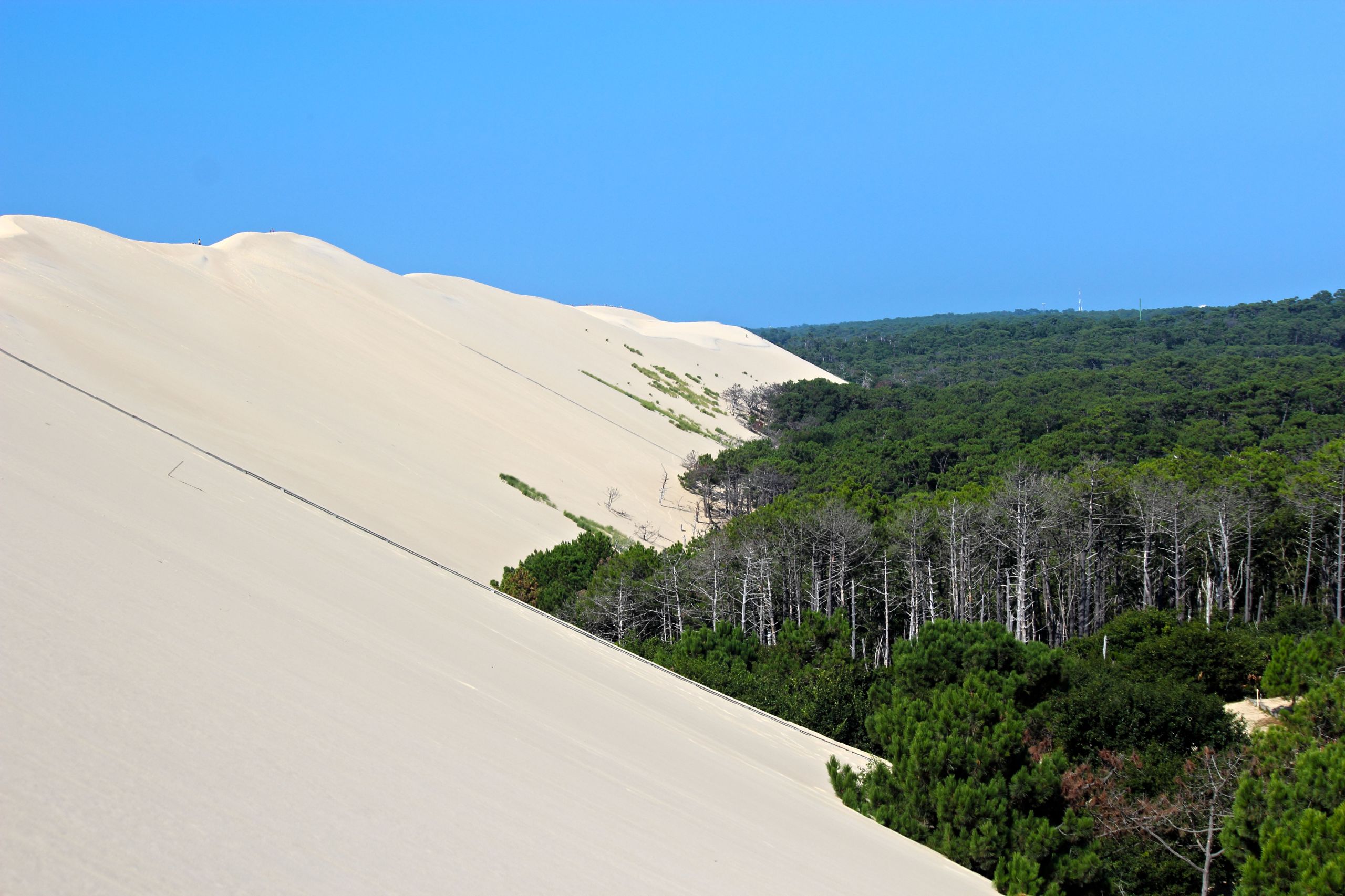 Wallpapers Nature Trees - Forests dune du pylat