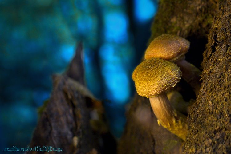 Fonds d'cran Nature Champignons Podpinky 2.