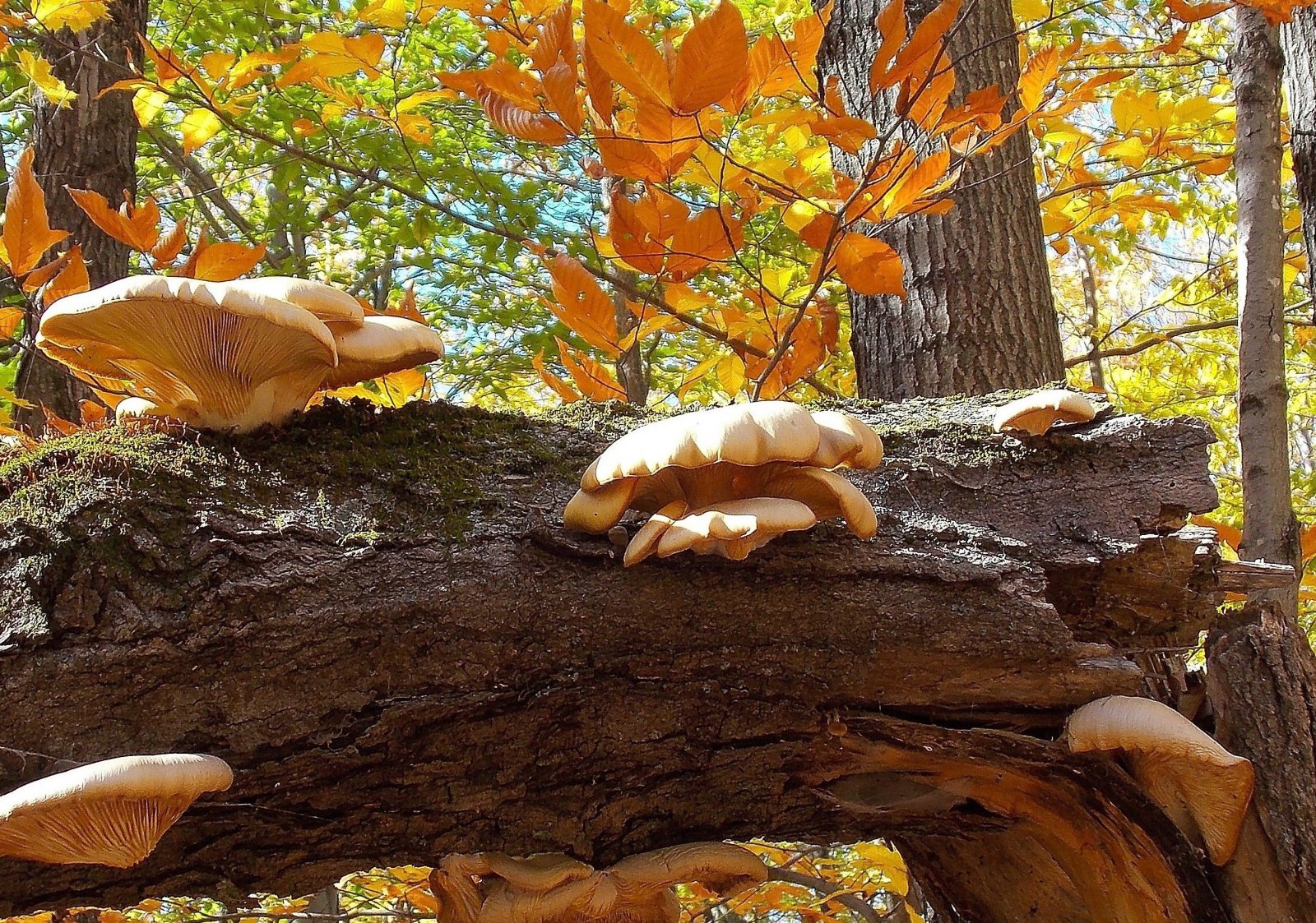 Wallpapers Nature Mushrooms 