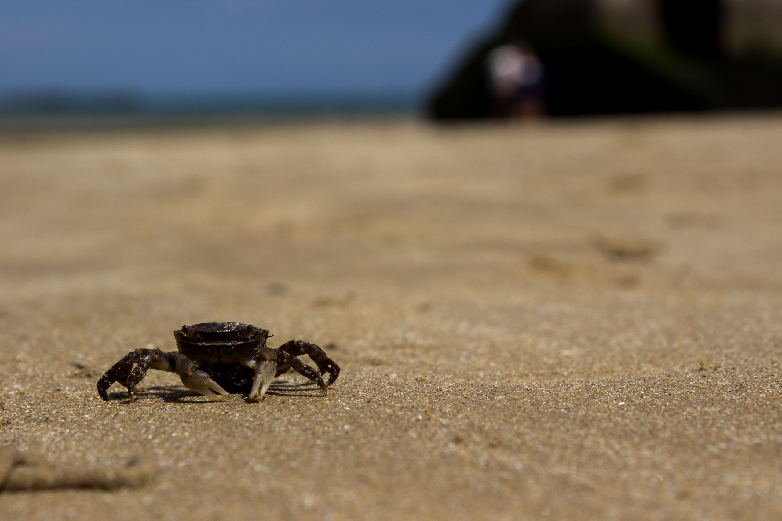 Wallpapers Animals Sealife - Crustaceans 