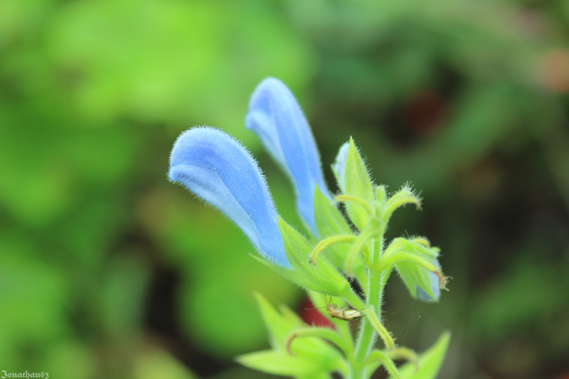 Fonds d'cran Nature Fleurs 