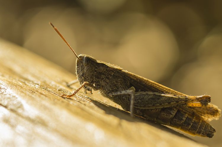 Fonds d'cran Animaux Insectes - Sauterelles et Criquets Sauterelle