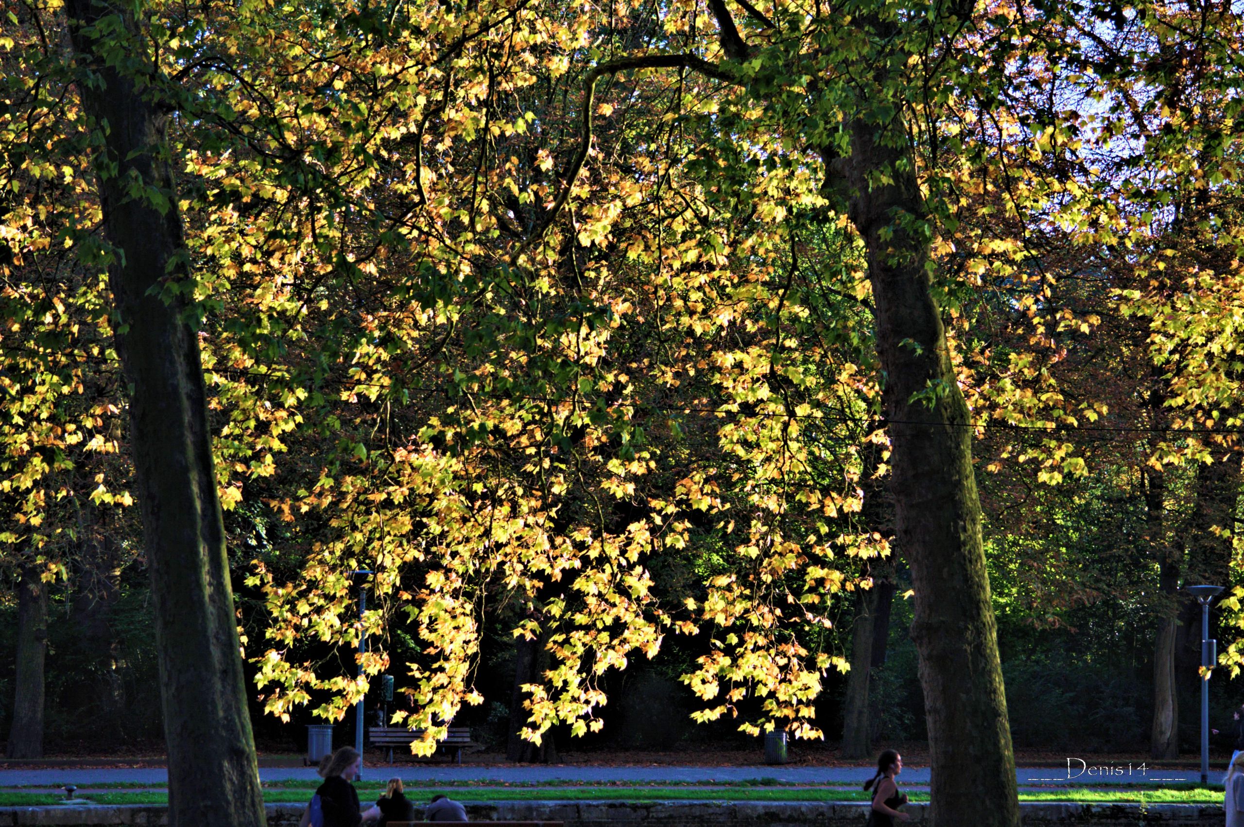 Fonds d'cran Nature Arbres - Forts 