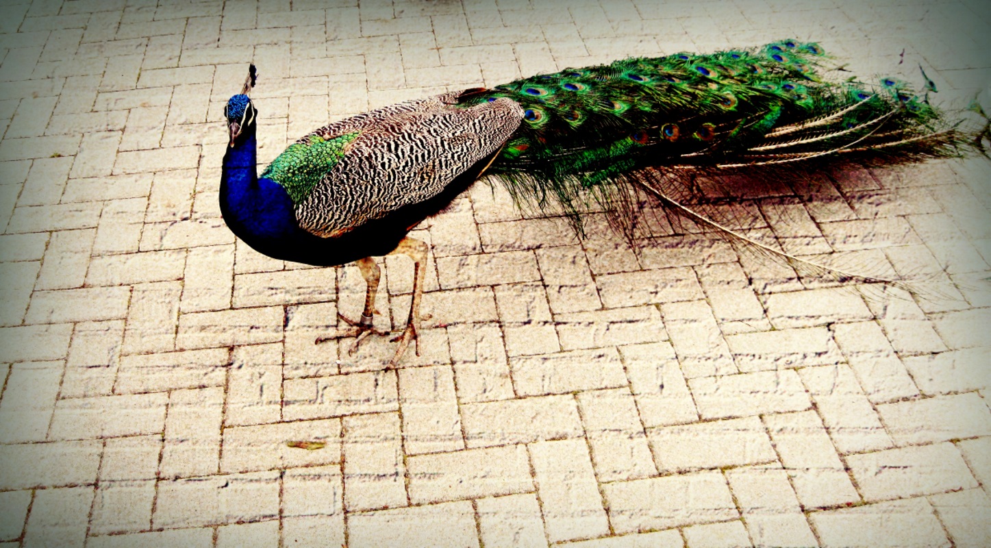 Wallpapers Animals Birds - Peacocks Paon