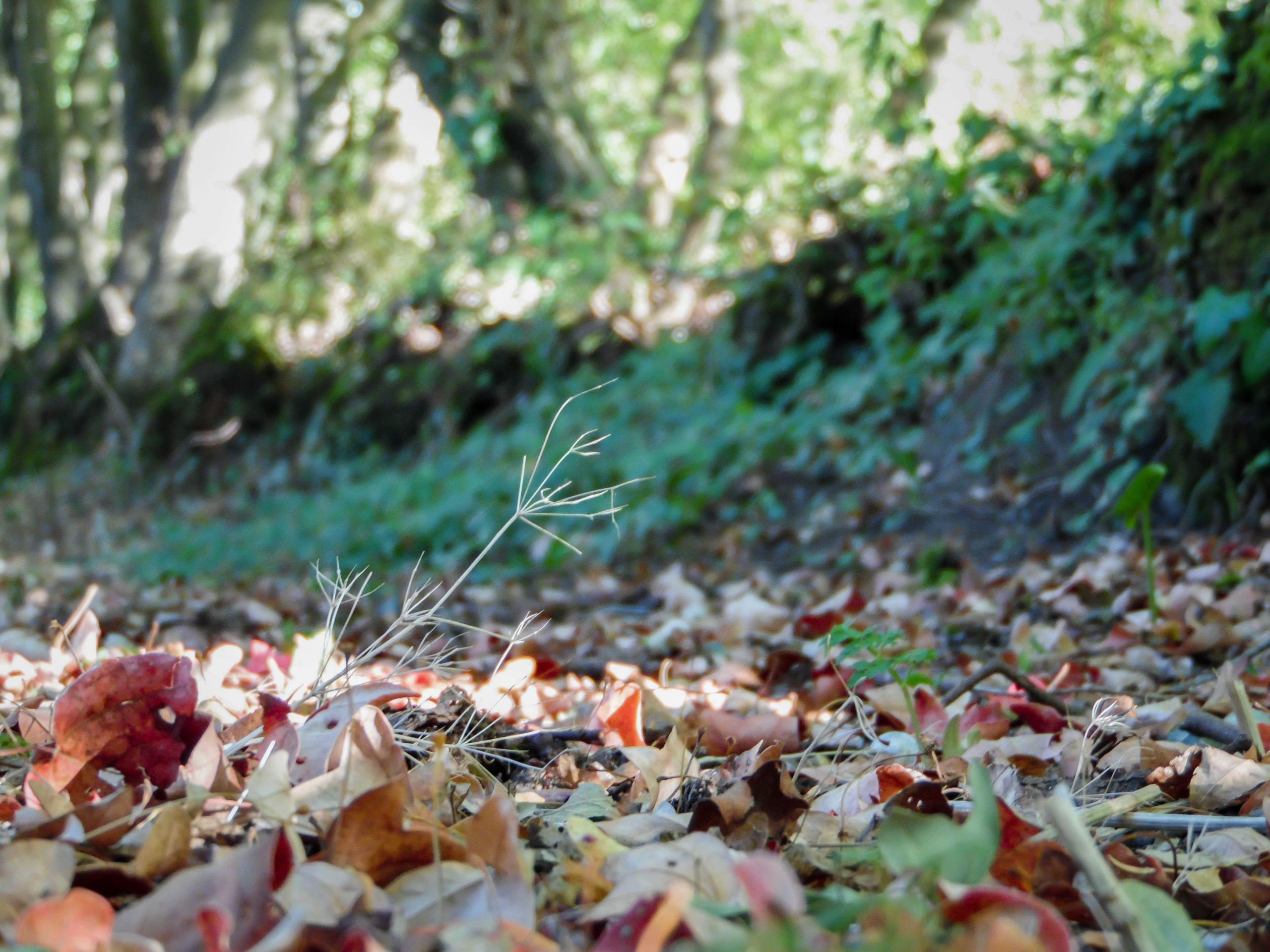 Fonds d'cran Nature Feuilles - Feuillages 