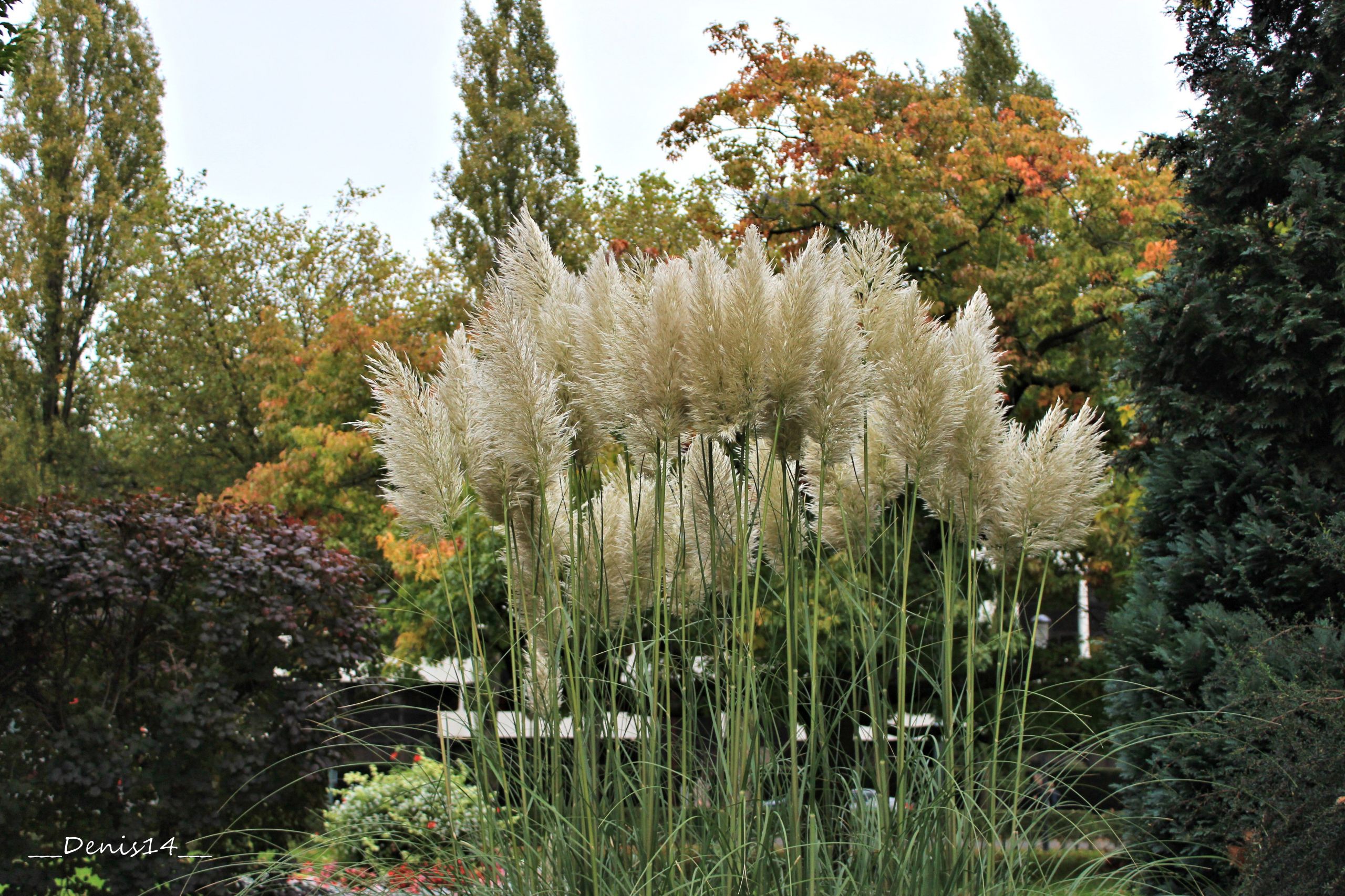 Fonds d'cran Nature Parcs - Jardins 