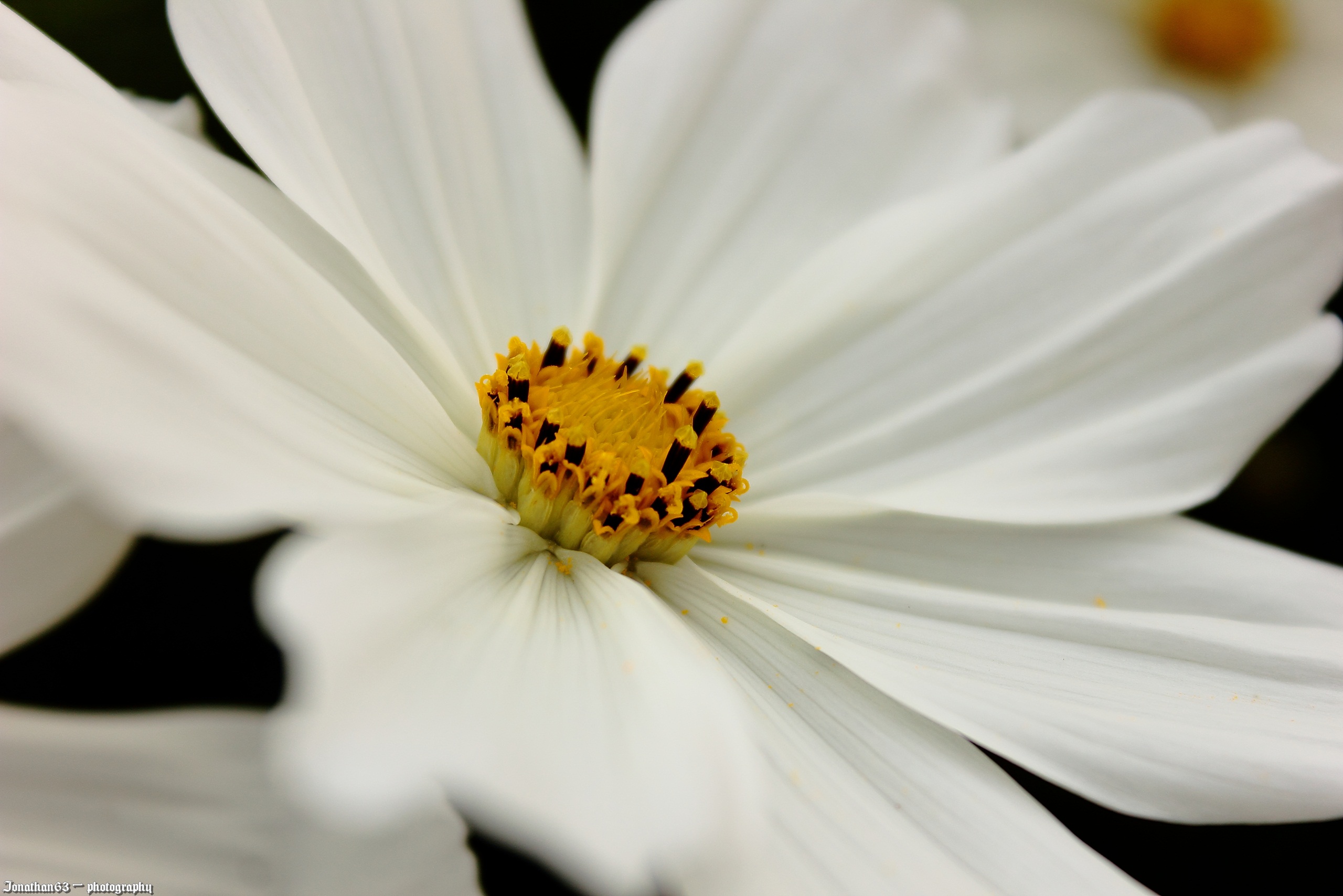 Fonds d'cran Nature Fleurs Fleur blanche.