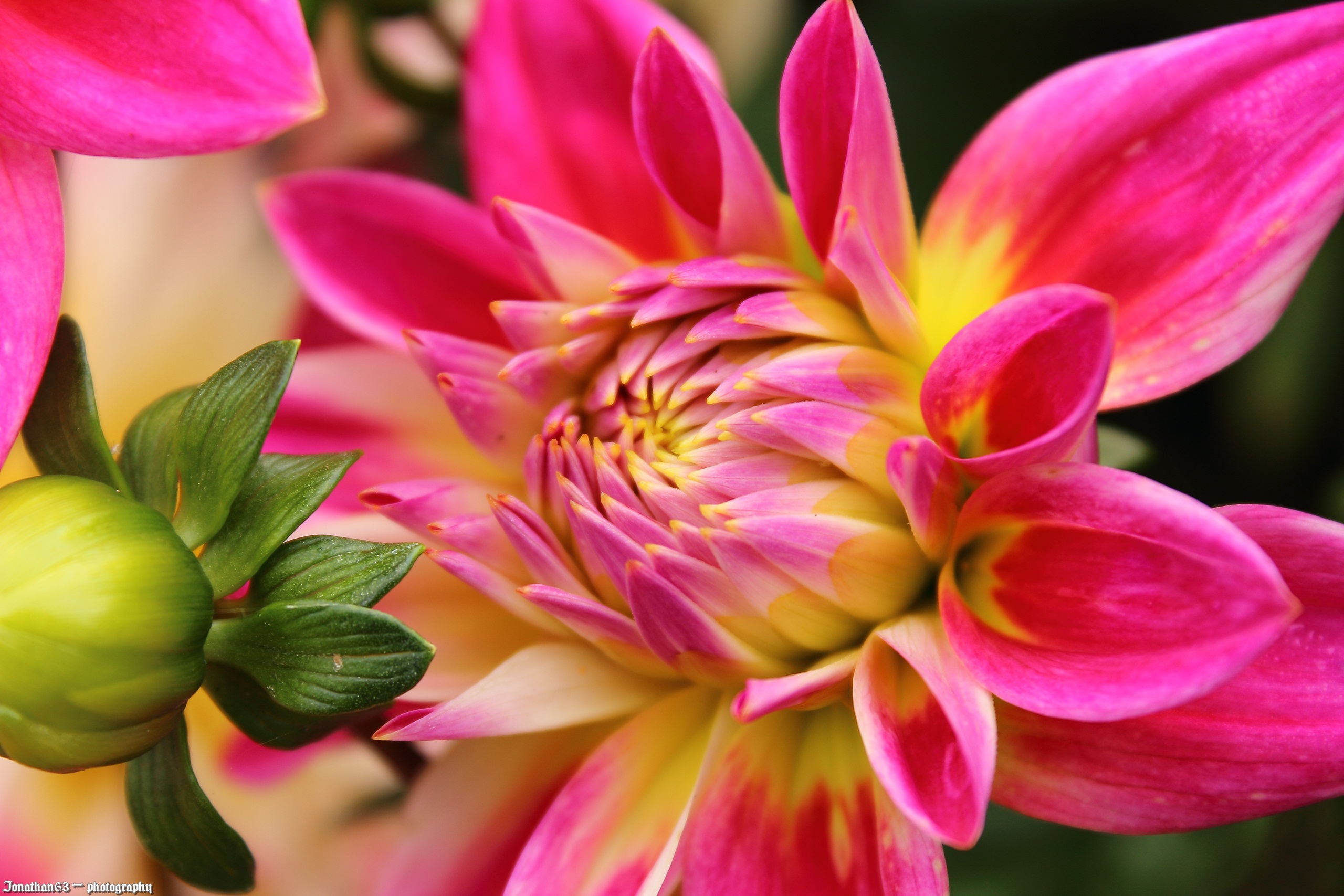 Fonds d'cran Nature Fleurs Dahlia