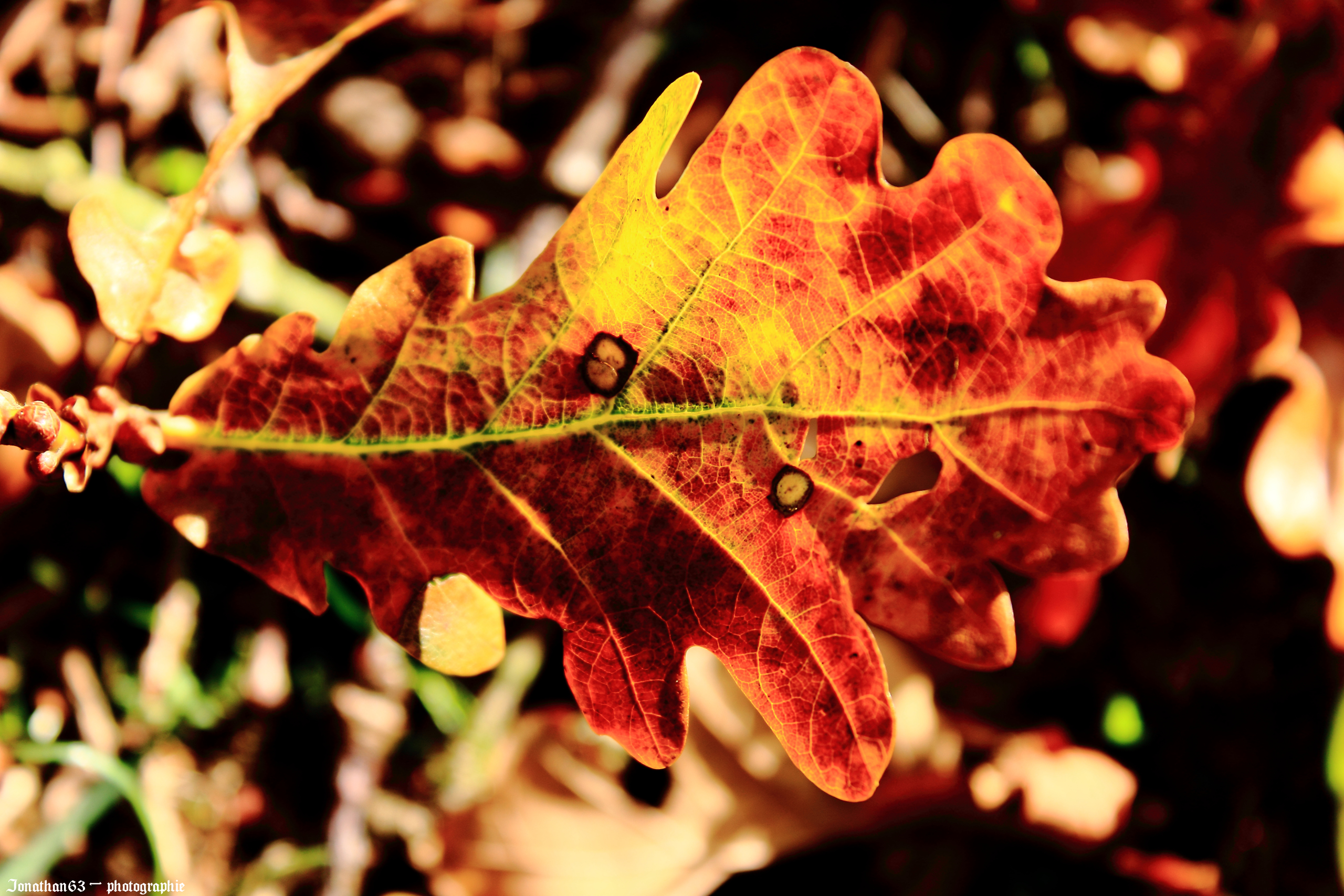 Wallpapers Nature Seasons - Fall Automne