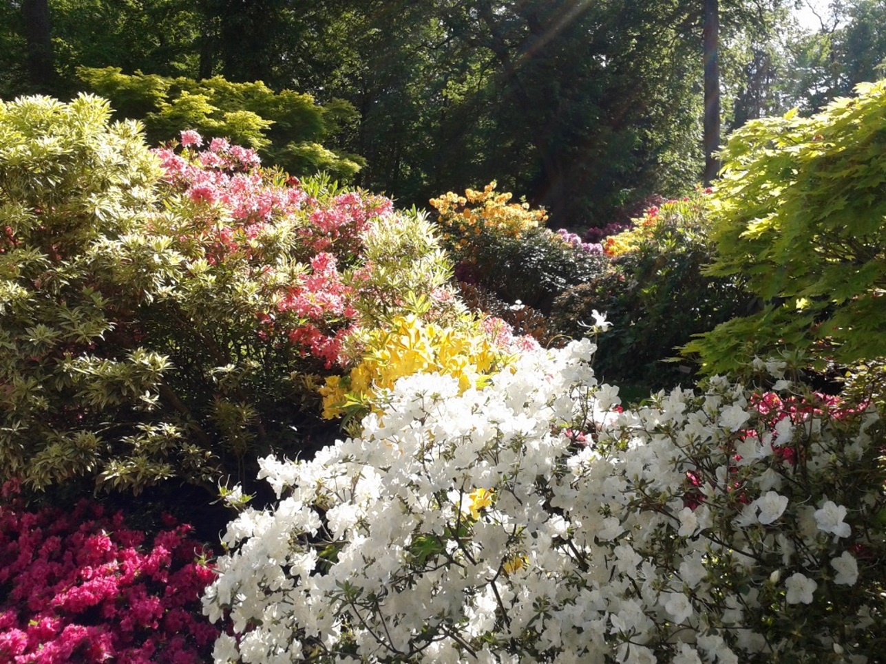 Wallpapers Nature Flowers Rhododendrons