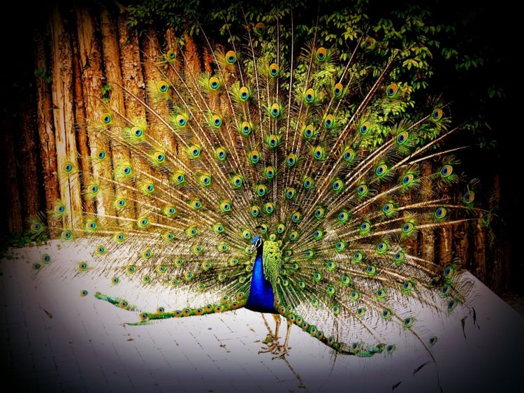 Fonds d'cran Animaux Oiseaux - Paons Paon  la roue