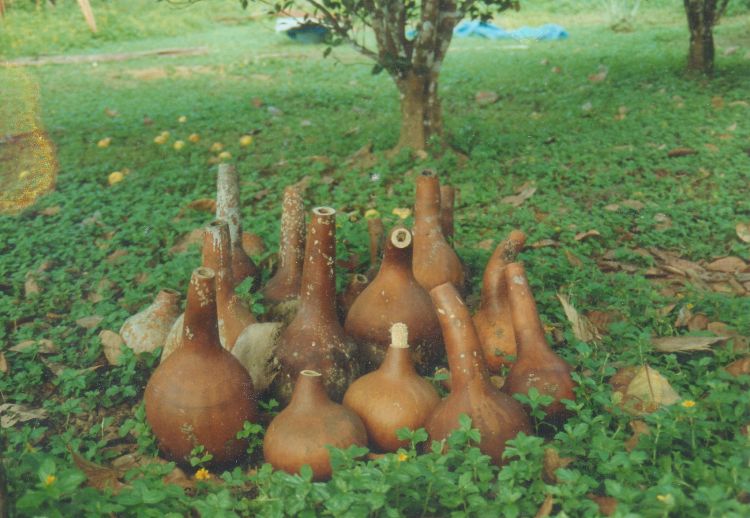 Fonds d'cran Voyages : Amrique du sud Guyane Guyane