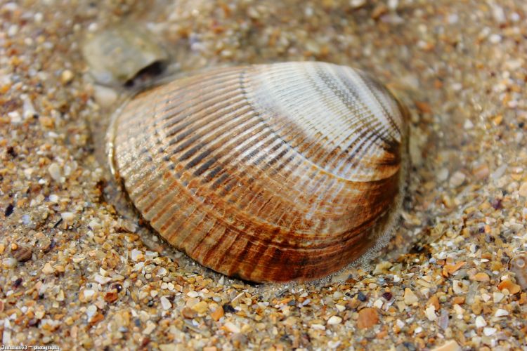 Wallpapers Nature Shells Coquillage