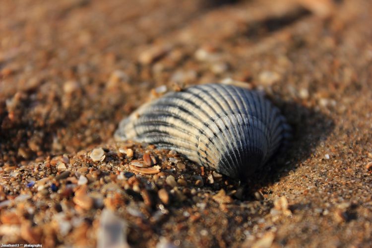 Wallpapers Nature Shells Coquillage