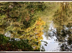  Nature Reflet