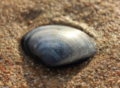  Nature Coquillage