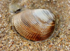 Fonds d'cran Nature Coquillage