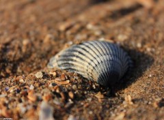  Nature Coquillage