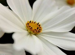  Nature Fleur blanche.