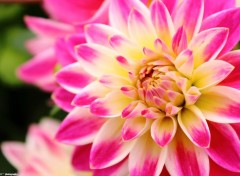  Nature Dahlia