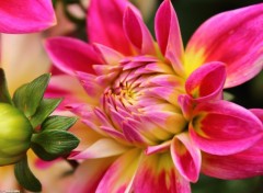  Nature Dahlia