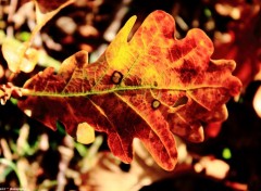  Nature Automne