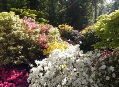  Nature Rhododendrons