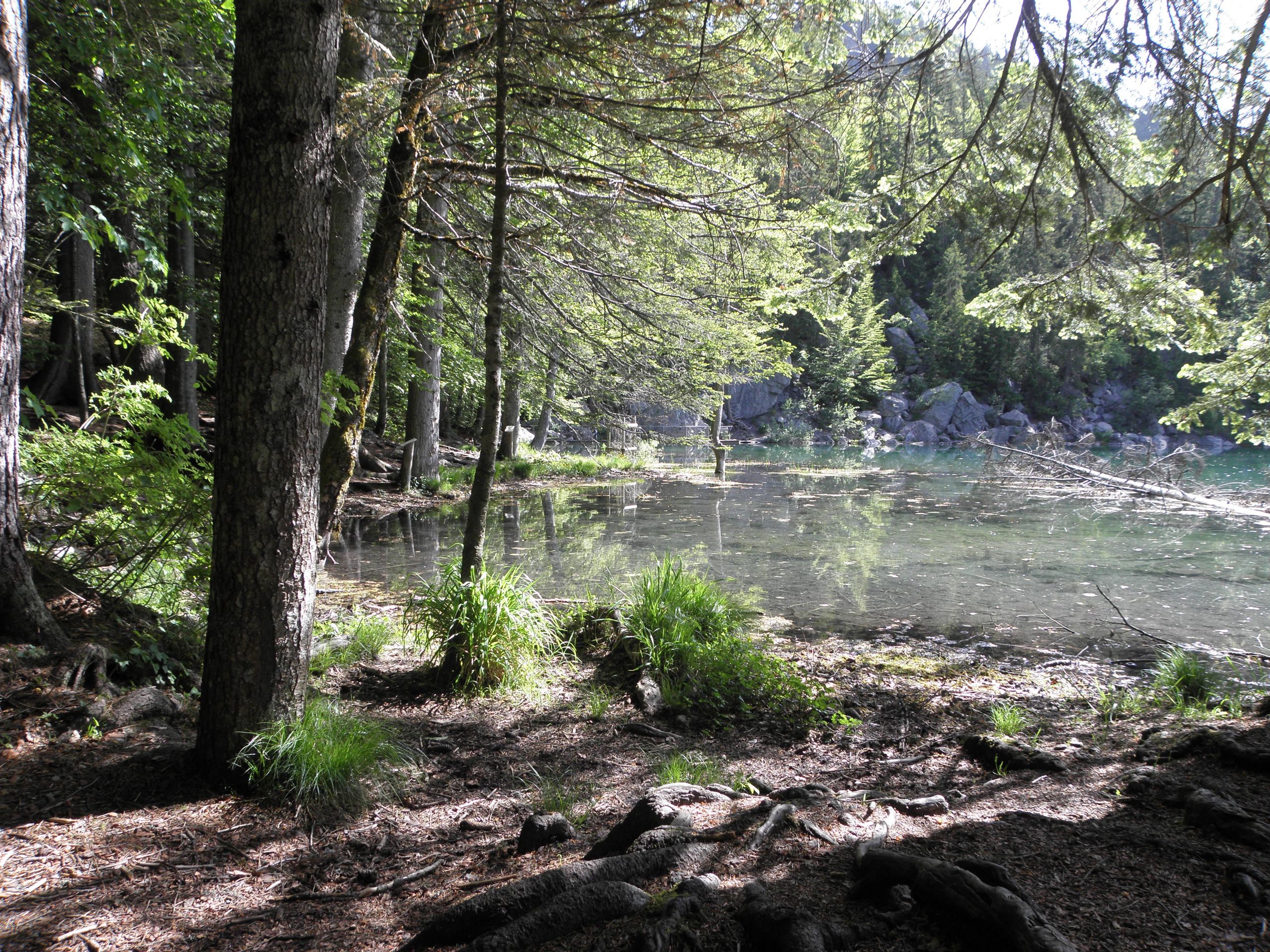 Fonds d'cran Nature Arbres - Forts Wild :)