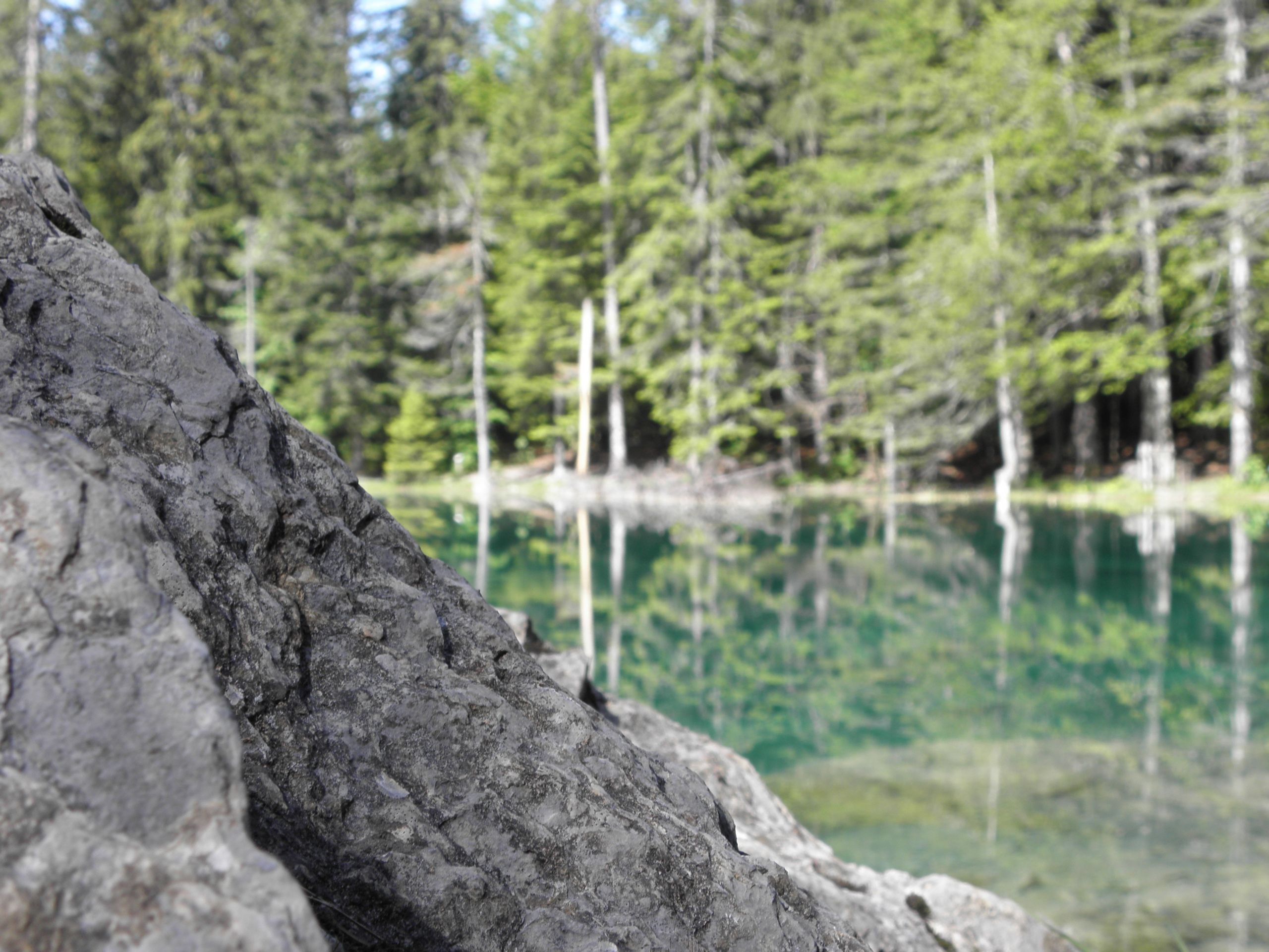 Fonds d'cran Nature Arbres - Forts Wild :)